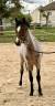 Colt Origin Recorded For sale 2025 Roan