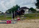 Entire French Saddle Pony For sale 2023 Bay