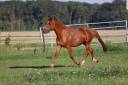 Gelding Arabian Half Blood For sale 2019 Chesnut