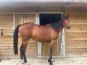Mare Arabian For sale 2022 Bay