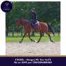Gelding Thoroughbred For sale 2019 Bay