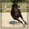 Mare Menorquin Horse For sale 2015 Black