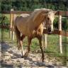 Mare Welsh Pony (Section D), Welsh Cob For sale 2023 Palomino