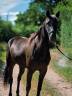 Mare French Trotter For sale 2023 Black