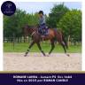 Mare Thoroughbred For sale 2022 Dark Bay