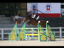 Mare sBs Belgian Warmblood For sale 2018 Bay