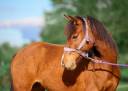 Mare French Saddle Pony For sale 2022 Bay