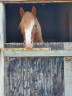 Entire Welsh Pony (Section D), Welsh Cob For sale 2023 Chesnut