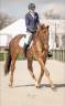 Mare Selle Fran&ccedil;ais For sale 2020 Liver chestnut