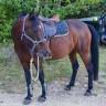 Mare Other Pony Breed For sale 2020 Dark Bay
