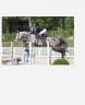 Gelding Selle Fran&ccedil;ais For sale 2020 Grey
