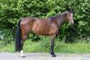 Mare Zangersheide For sale 2020 Bay
