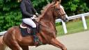 Gelding Selle Fran&ccedil;ais For sale 2020 Chesnut
