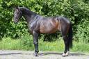 Gelding Holsteiner For sale 2020 Bay