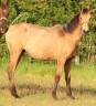 Filly Selle Fran&ccedil;ais For sale 2025 Buckskin