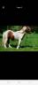 Gelding Shetland Pony For sale 2021 Coloured