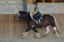 Gelding Cob For sale 2021 Coloured