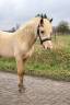 Filly Connemara For sale 2024 Palomino