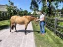 Filly Welsh Part Bred For sale 2024 Buckskin