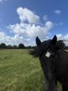 Entire Lusitano For sale 2023 Black