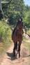 Mare French Trotter For sale 2023 Bay