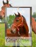 Gelding PRE Pure Spanish Bred For sale 2023 Bay