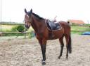 Gelding Thoroughbred For sale 2021 Bay