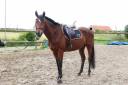 Gelding Thoroughbred For sale 2021 Bay
