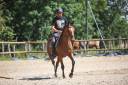 Gelding Thoroughbred For sale 2017 Bay