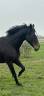 Mare Thoroughbred For sale 2018 Black