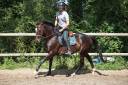 Mare Thoroughbred For sale 2018 Black