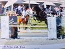 Gelding KWPN Dutch Warmblood For sale 2015 Bay