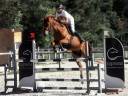 Gelding French Saddle Pony For sale 2019 Chesnut