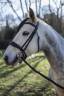 Gelding Connemara For sale 2019 Grey