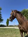 Entire Welsh Pony (Section B) For sale 2024 Bay