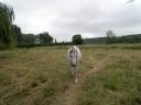 Mare Arabian For sale 2014 Chesnut
