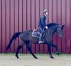 Mare BWP Belgian Warmblood For sale 2018 Dark Bay