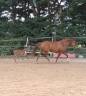 Mare French Saddle Pony For sale 2017 Chesnut