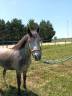 Mare Welsh Part Bred For sale 2022 Grey