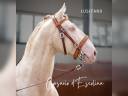 Gelding Lusitano For sale 2012 Cream