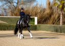 Mare German Warmblood For sale 2014 Black