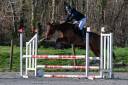 Mare English Thoroughbred For sale 2016 Bay