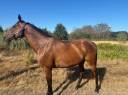 Mare English Thoroughbred For sale 2016 Bay