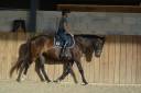 Gelding English Thoroughbred For sale 2021 Dark Bay