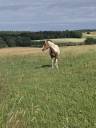 Mare Origin Recorded For sale 2023 Coloured