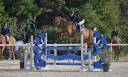 Gelding Selle Fran&ccedil;ais For sale 2014 Bay
