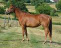 Mare English Thoroughbred For sale 2021 Chesnut