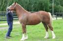 Mare Welsh Pony (Section D), Welsh Cob For sale 2021 Chesnut