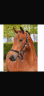 Mare Zangersheide For sale 2021 Bay