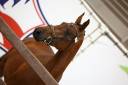 Mare French Saddle Pony For sale 2023 Bay